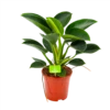 Philodendron Green Princess - P17 H50 - Kamerplant 2 Philodendron Green Princess - P17 H50 - Kamerplant -Huisdecoratie philodendron green princess p17 h50 1 1