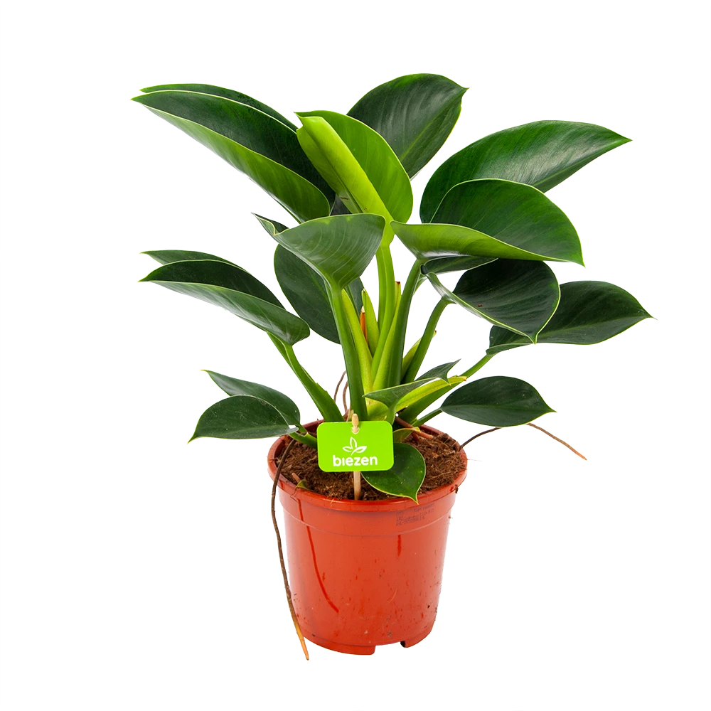Philodendron Green Princess - P17 H50 - Kamerplant 3 Philodendron Green Princess - P17 H50 - Kamerplant