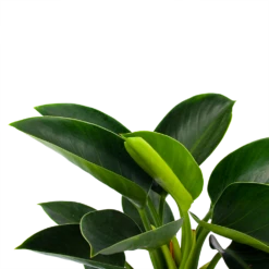 Philodendron Green Princess - P17 H50 - Kamerplant 7 Philodendron Green Princess - P17 H50 - Kamerplant -Huisdecoratie philodendron green princess p17 h50 5 1