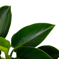 Philodendron Green Princess - P17 H50 - Kamerplant 8 Philodendron Green Princess - P17 H50 - Kamerplant -Huisdecoratie philodendron green princess p17 h50 6 1