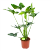 Philodendron Green Wonder - P19 H75 - Kamerplant -Huisdecoratie philodendron green wonder p19 h75 1 2