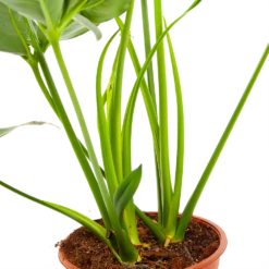 Philodendron Green Wonder - P19 H75 - Kamerplant -Huisdecoratie philodendron green wonder p19 h75 3 2