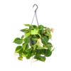 Philodendron Scandens Brasil - In Hangpot - P14 H35 - Kamerplant 1 Philodendron Scandens Brasil - In Hangpot - P14 H35 - Kamerplant -Huisdecoratie philodendron scandens brasil in hangpot p14 h35 1 1