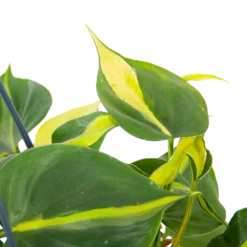 Philodendron Scandens Brasil - In Hangpot - P14 H35 - Kamerplant -Huisdecoratie philodendron scandens brasil in hangpot p14 h35 6 1
