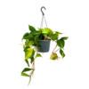 Philodendron Scandens Brasil - In Hangpot - P17 H35 - Kamerplant