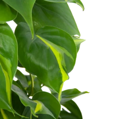 Philodendron Scandens Brasil Op Mosstok - P17 H75 - Kamerplant -Huisdecoratie philodendron scandens brasil op mosstok p17 h75 6 1