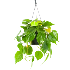 Philodendron Scandens - In Hangpot - P17 H35 - Kamerplant