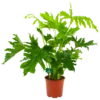 Philodendron Selloum Little Hope - P19 H75 - Kamerplant -Huisdecoratie philodendron selloum little hope p19 h75 4
