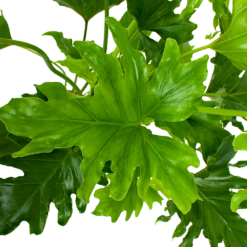 Philodendron Selloum Little Hope - P19 H75 - Kamerplant -Huisdecoratie philodendron selloum little hope p19 h75 5