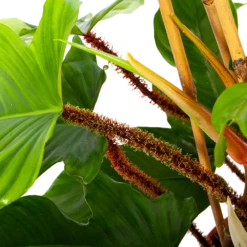 Philodendron Squamiferum Piramide - P19 H75 - Kamerplant -Huisdecoratie philodendron squamiferum piramide p19 h75 6 1