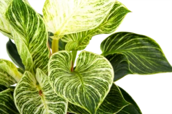 Philodendron White Wave - P17 H40 - Kamerplant -Huisdecoratie philodendron white wave p17 h40 6 1