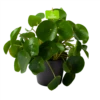 Pilea Peperomioides - Pannenkoekenplant - P17 H35 - Kamerplant -Huisdecoratie pilea peperomioides pannenkoekenplant p17 h35 1