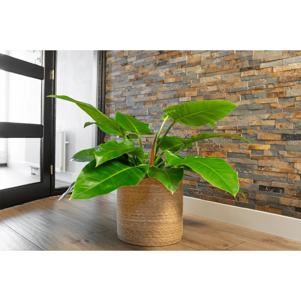 Plantenmand Stef - D38 X H38cm - Naturel 4 Plantenmand Stef - D38 X H38cm - Naturel - Afbeelding 2