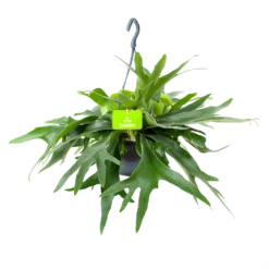 Platycerium Bifurcatum - Hertshoornvaren - In Hangpot - P21 H60 - Kamerplant