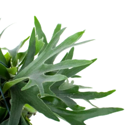 Platycerium Bifurcatum - Hertshoornvaren - In Hangpot - P21 H60 - Kamerplant -Huisdecoratie platycerium bifurcatum hertshoornvaren in hangpot p21 h60 6