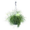 Rhipsalis Cassutha - Koraalcactus - In Hangpot - P17 H40 - Kamerplant -Huisdecoratie rhipsalis cassutha koraalcactus in hangpot p17 h40 1