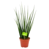 Sansevieria Fernwoord Mikado - Vrouwentong - P14 H55 - Kamerplant -Huisdecoratie sansevieria fernwoord mikado vrouwentong p14 h55 4