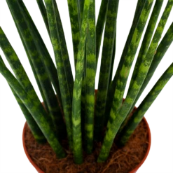 Sansevieria Fernwoord Mikado - Vrouwentong - P14 H55 - Kamerplant -Huisdecoratie sansevieria fernwoord mikado vrouwentong p14 h55 5
