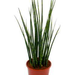Sansevieria Fernwoord Mikado - Vrouwentong - P19 H75 - Kamerplant -Huisdecoratie sansevieria fernwoord mikado vrouwentong p19 h75 5 2