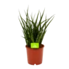 Sansevieria Fernwoord Punk - Vrouwentong - P14 H45 - Kamerplant -Huisdecoratie sansevieria fernwoord punk vrouwentong p14 h45 1 2