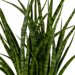 Sansevieria Fernwoord Punk - Vrouwentong - P14 H45 - Kamerplant -Huisdecoratie sansevieria fernwoord punk vrouwentong p14 h45 5 2