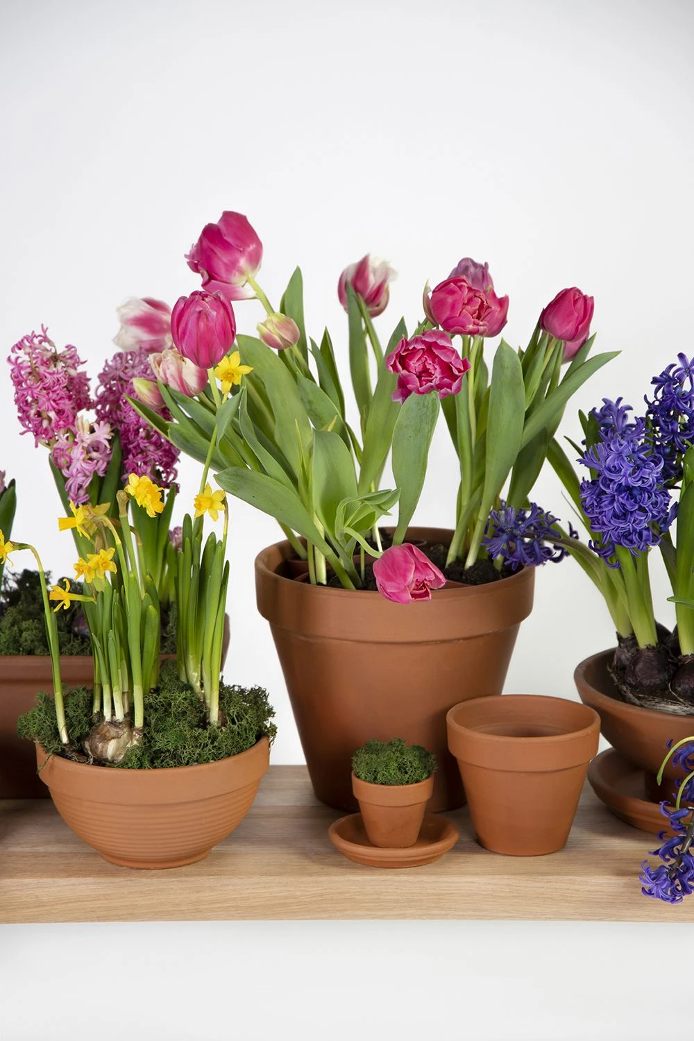 Plantenschotel Sottovaso - D51 X H5.9cm - Oranje 4 Plantenschotel Sottovaso - D51 X H5.9cm - Oranje - Afbeelding 2