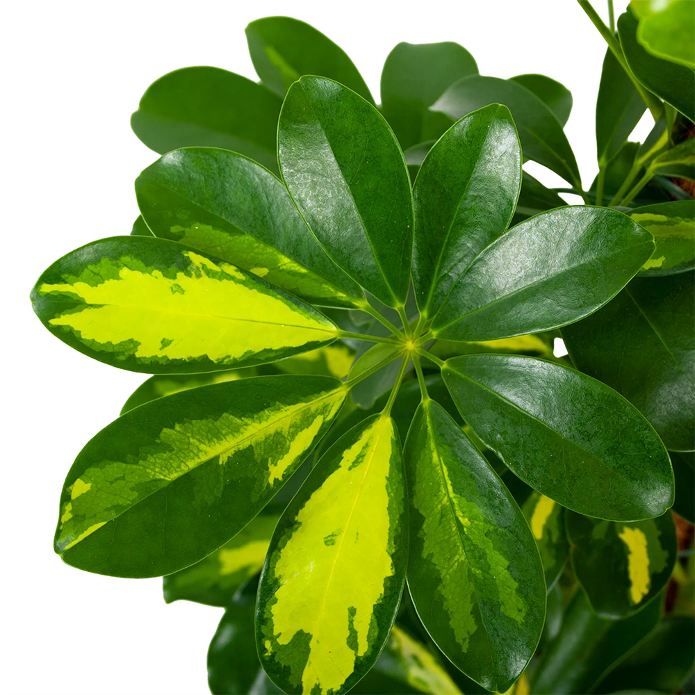 Schefflera Arboricola Gold Capella Mosstok - Vingerboom - P19 H75 - Kamerplant 4 Schefflera Arboricola Gold Capella Mosstok - Vingerboom - P19 H75 - Kamerplant - Afbeelding 2