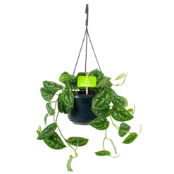 Scindapsus Pictus Trebie - Epipremnum - In Hangpot - P15 H20 - Kamerplant