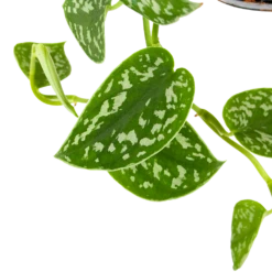 Scindapsus Pictus Trebie - Epipremnum - In Hangpot - P15 H20 - Kamerplant 8 Scindapsus Pictus Trebie - Epipremnum - In Hangpot - P15 H20 - Kamerplant -Huisdecoratie scindapsus pictus trebie epipremnum in hangpot p15 6 1