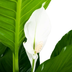 Spathiphyllum Wallisii - Lepelplant - P24 H120 Wit - Kamerplant -Huisdecoratie spathiphyllum wallisii lepelplant p24 h120 wit 5