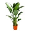 Strelitzia Nicolai - Paradijsvogelpant - P32 H170 - Kamerplant -Huisdecoratie strelitzia nicolai paradijsvogelpant p32 h170 1