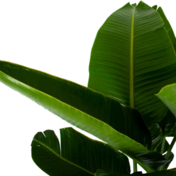 Strelitzia Nicolai - Paradijsvogelpant - P32 H170 - Kamerplant -Huisdecoratie strelitzia nicolai paradijsvogelpant p32 h170 6