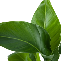 Strelitzia Nicolai - Paradijsvogelplant - P21 H90 - Kamerplant -Huisdecoratie strelitzia nicolai paradijsvogelplant p21 h90 5