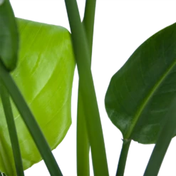 Strelitzia Nicolai - Paradijsvogelplant - P21 H90 - Kamerplant -Huisdecoratie strelitzia nicolai paradijsvogelplant p21 h90 6