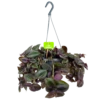 Tradescantia Little Hill - Vaderplant - In Hangpot - P17 H40 - Kamerplant 2 Tradescantia Little Hill - Vaderplant - In Hangpot - P17 H40 - Kamerplant -Huisdecoratie tradescantia puple heart vaderplant p17 h40 4