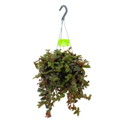 Tradescantia Sillamotara Brownhill - Vaderplant - In Hangpot - P17 H40 - Kamerplant