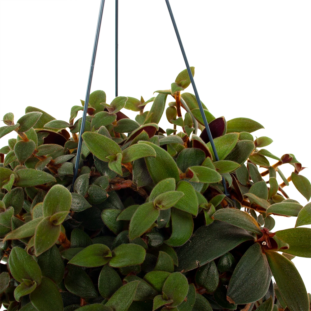 Tradescantia Sillamotara Brownhill - Vaderplant - In Hangpot - P17 H40 - Kamerplant 4 Tradescantia Sillamotara Brownhill - Vaderplant - In Hangpot - P17 H40 - Kamerplant - Afbeelding 2