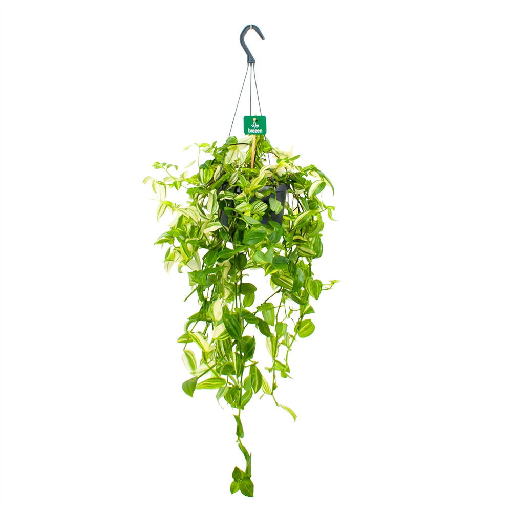 Tradescantia Yellow Hill - Vaderplant - In Hangpot - P17 H40 - Kamerplant 3 Tradescantia Yellow Hill - Vaderplant - In Hangpot - P17 H40 - Kamerplant