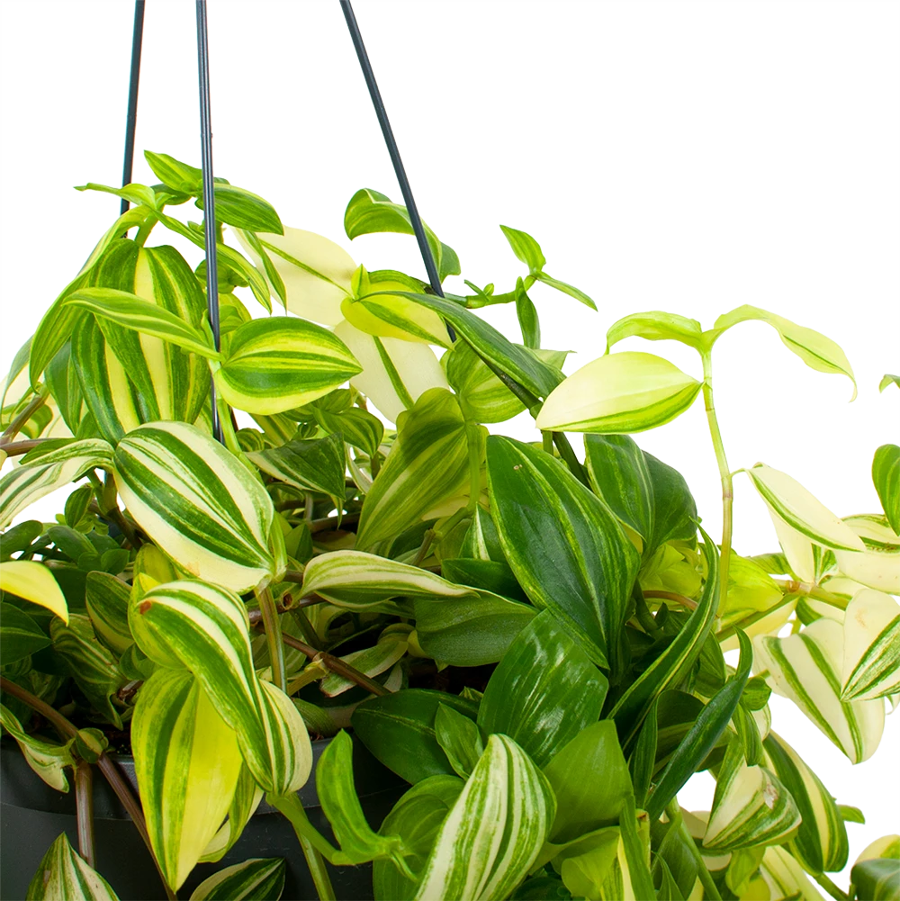 Tradescantia Yellow Hill - Vaderplant - In Hangpot - P17 H40 - Kamerplant 4 Tradescantia Yellow Hill - Vaderplant - In Hangpot - P17 H40 - Kamerplant - Afbeelding 2