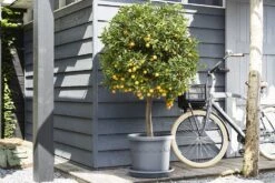 Plantenschotel Elho Universeel Rond 48cm - Antraciet 9 Plantenschotel Elho Universeel Rond 48cm - Antraciet -Huisdecoratie universele schotel rond 48cm schotel antraciet 7 13