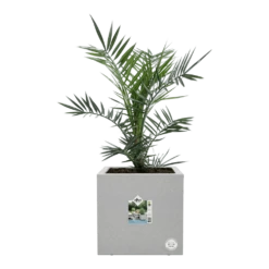 Elho Vivo Next Vierkant Wielen 30cm - Warm Grijs -Huisdecoratie vivo next vierkant wielen 30cm warm grijs 6 1