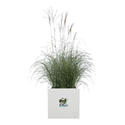 Elho Vivo Next Vierkant Wielen 30cm - Wit 13 Elho Vivo Next Vierkant Wielen 30cm - Wit -Huisdecoratie vivo next vierkant wielen 30cm wit 5 1