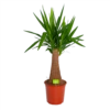 Yucca Inca Tree - Palmlelie - P24 H85 - Kamerplant -Huisdecoratie yucca inca tree palmlelie p24 h85 1