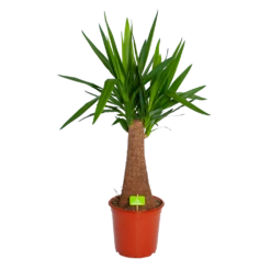 Yucca Inca Tree - Palmlelie - P24 H85 - Kamerplant