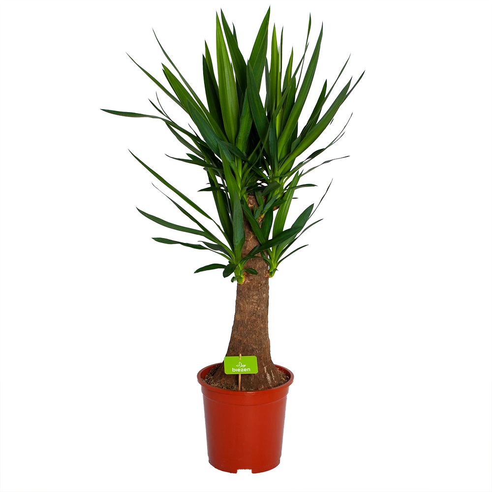 Yucca Inca Tree - Palmlelie - P27 H110 - Kamerplant 3 Yucca Inca Tree - Palmlelie - P27 H110 - Kamerplant