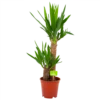 Yucca - Palmlelie - P17 H70 - Kamerplant -Huisdecoratie yucca palmlelie p17 h70 4