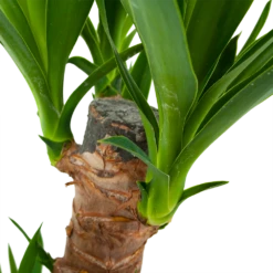 Yucca - Palmlelie - P17 H70 - Kamerplant 8 Yucca - Palmlelie - P17 H70 - Kamerplant -Huisdecoratie yucca palmlelie p17 h70 6