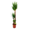 Yucca - Palmlelie - P24 H165 - Kamerplant -Huisdecoratie yucca palmlelie p24 h165 4