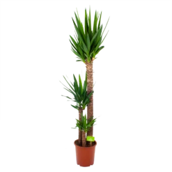 Yucca - Palmlelie - P24 H165 - Kamerplant