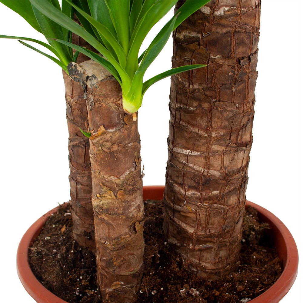 Yucca - Palmlelie - P24 H165 - Kamerplant 4 Yucca - Palmlelie - P24 H165 - Kamerplant - Afbeelding 2